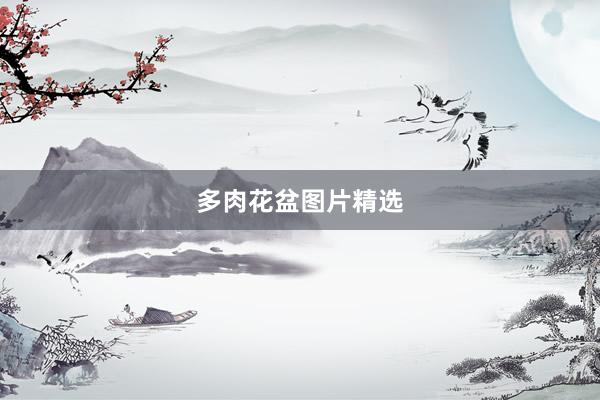 多肉花盆图片精选
